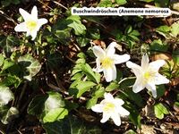 Buschwindr&ouml;schen - Anemone nemorosa2-hpS