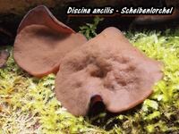 Discina ancilis - Scheibenlorchel2-hp