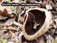 Disciotis venosa - Morchelbecherling-hp
