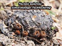 Plectania melastoma - Schwarzm&uuml;ndiger Flechtbecherling-hp