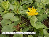 Gew&ouml;hnliches Scharbockskraut - Ranunculus ficaria-hpS