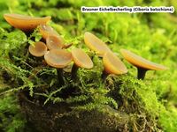 Ciboria batschiana - Brauner Eichelbecherling-2-hpS