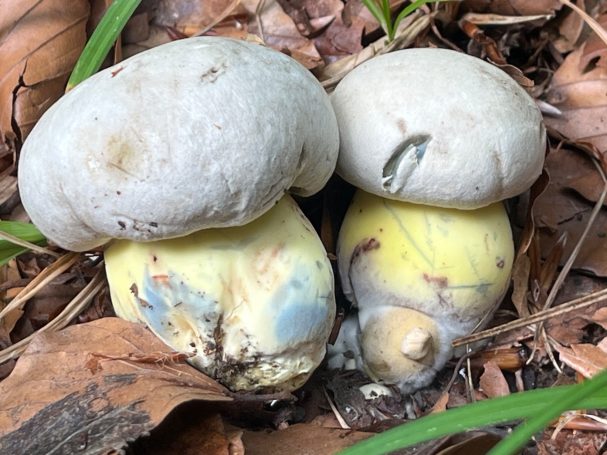 Wurzelnder Bitterröhrling (Caloboletus radicans)